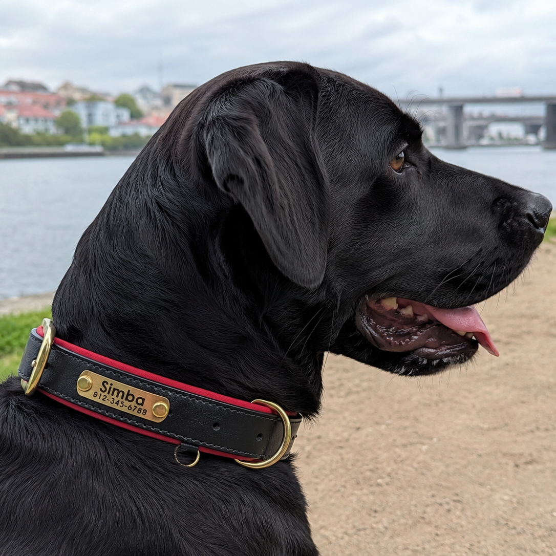 Premium Dog Collar with ID
