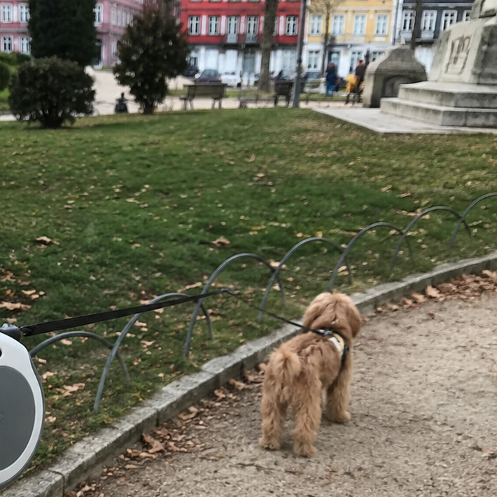 Hands-Free Dog Leash