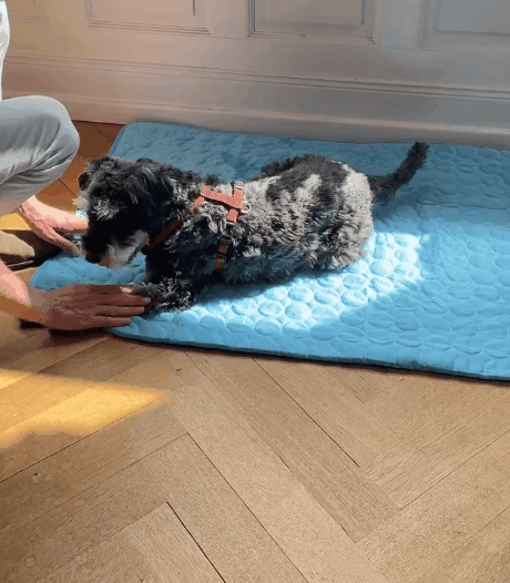 Cooling Mat for Dogs and Cats