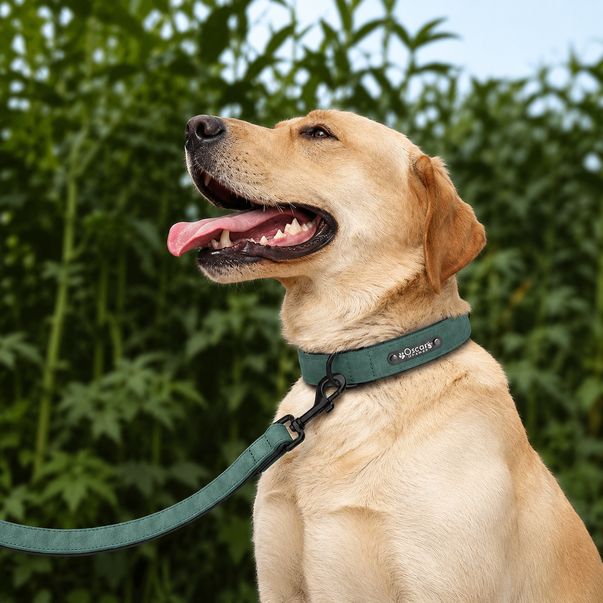 Personalized Leather Dog Collar and Leash