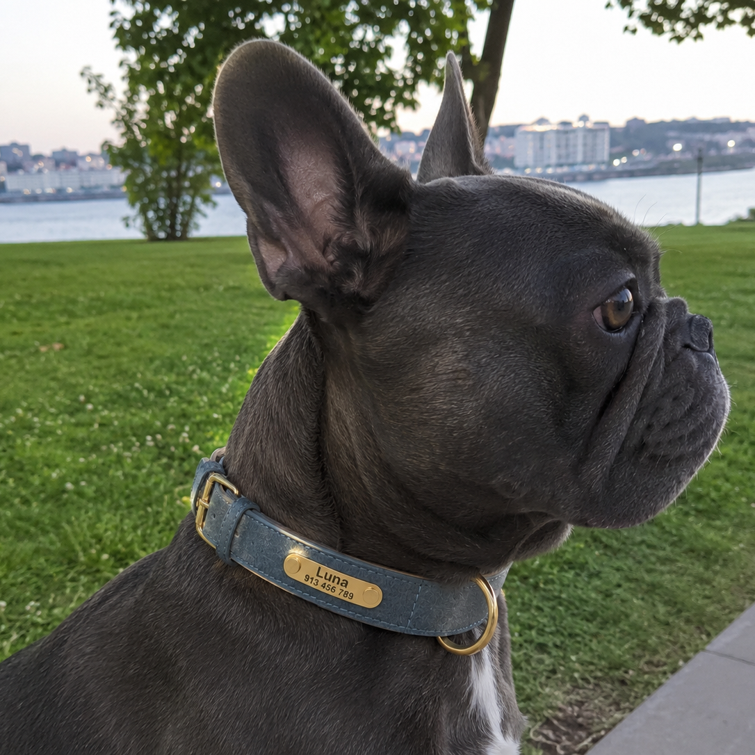 Personalized Dog Collar for Small, Medium, and Large Dogs - MimoCao